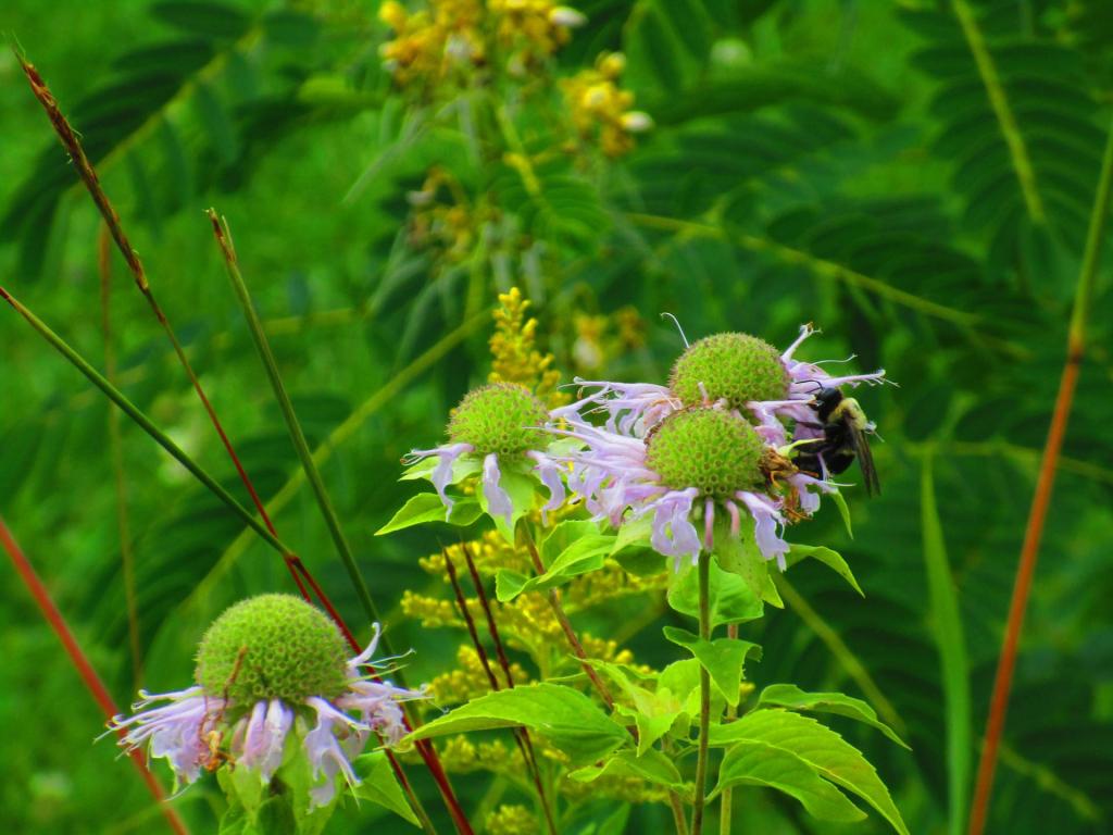 Photo: Polinating Bee Balm [Expires September 15 2026]