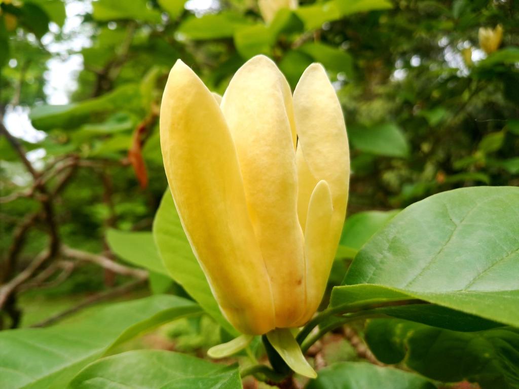 Photo: Magnolia 'Yellow Bird'
