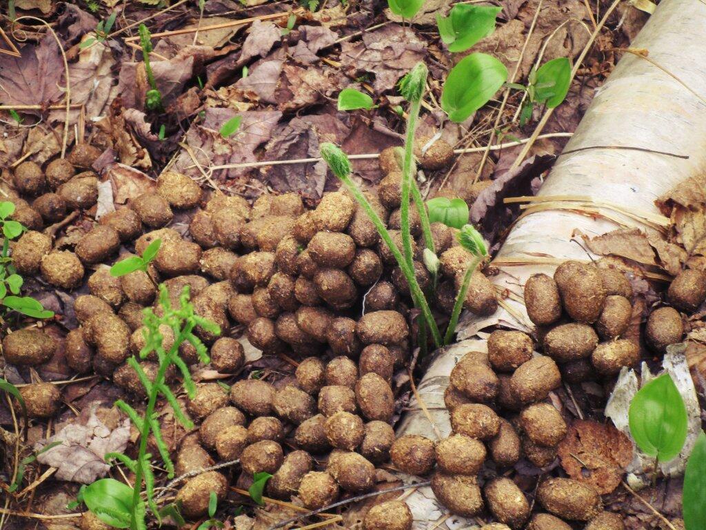 Photo: Shit Ton Of Moose Shit On Lye Brook Trail