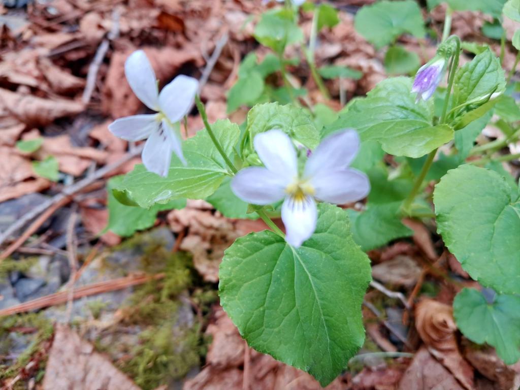 Photo: Spring Beauties [Expires May 17 2026]