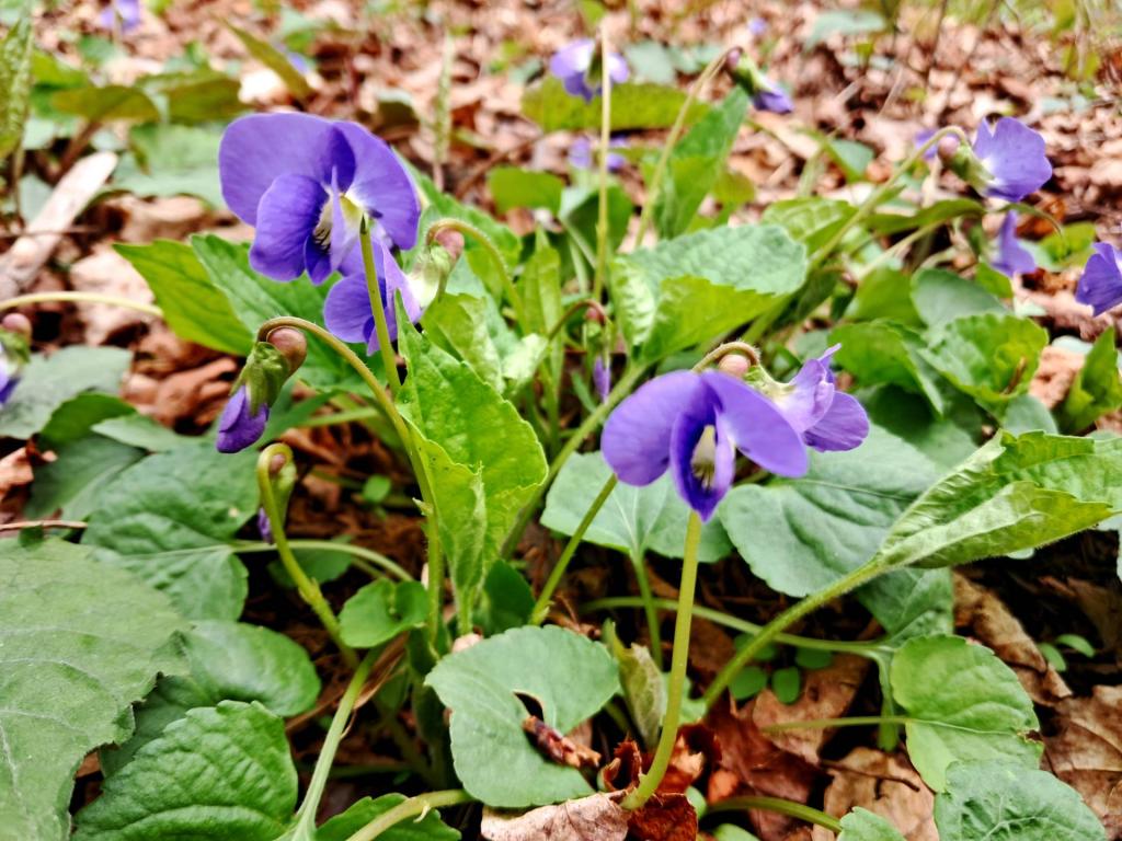 Photo: Common Violet [Expires May 17 2026]