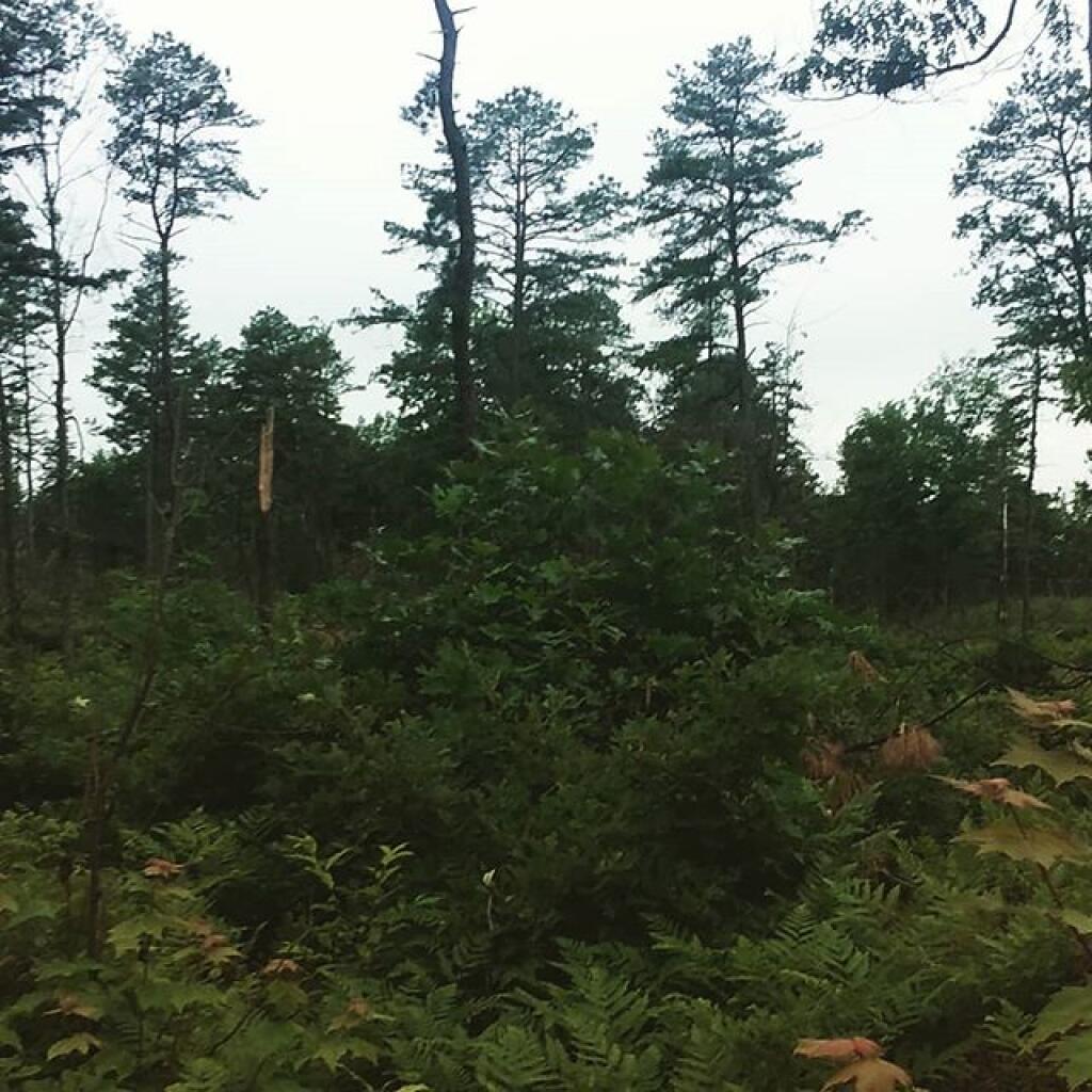 Photo: Pine Bush