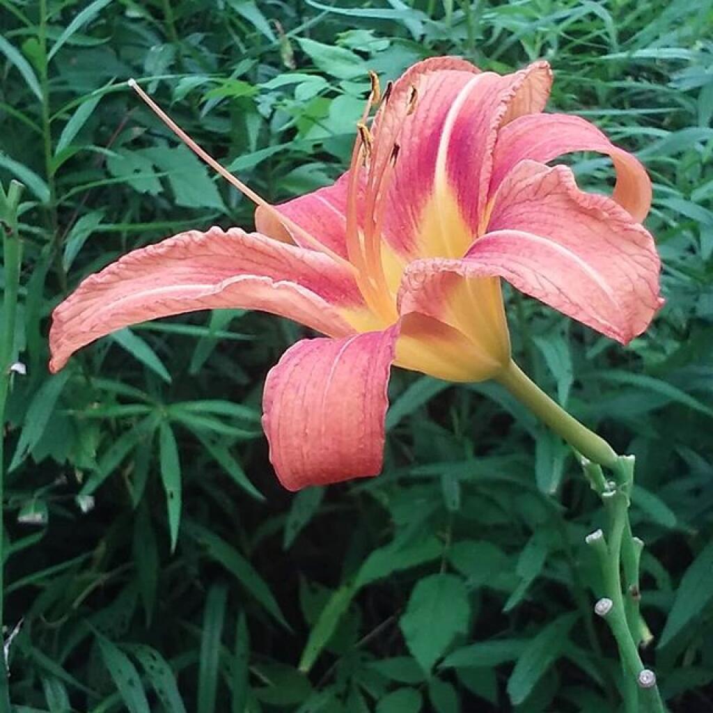 Photo: Lilly in Glen Creek