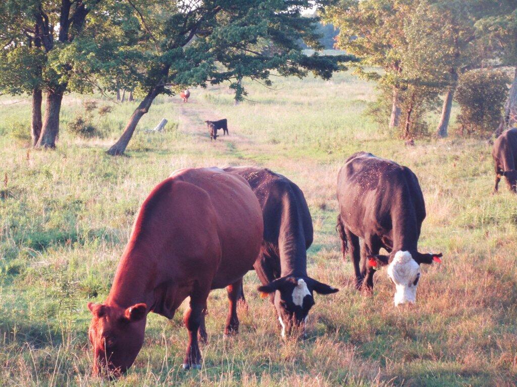 Photo: Apparently The Best Grass Is On The Trail