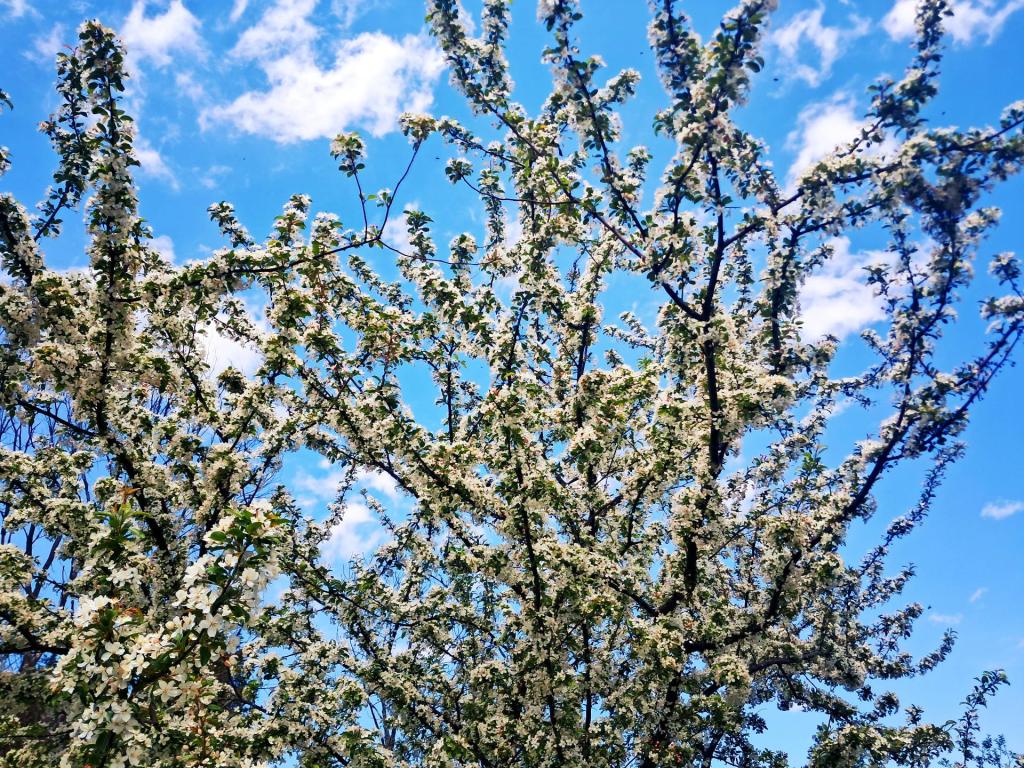 Photo: Crab Apple