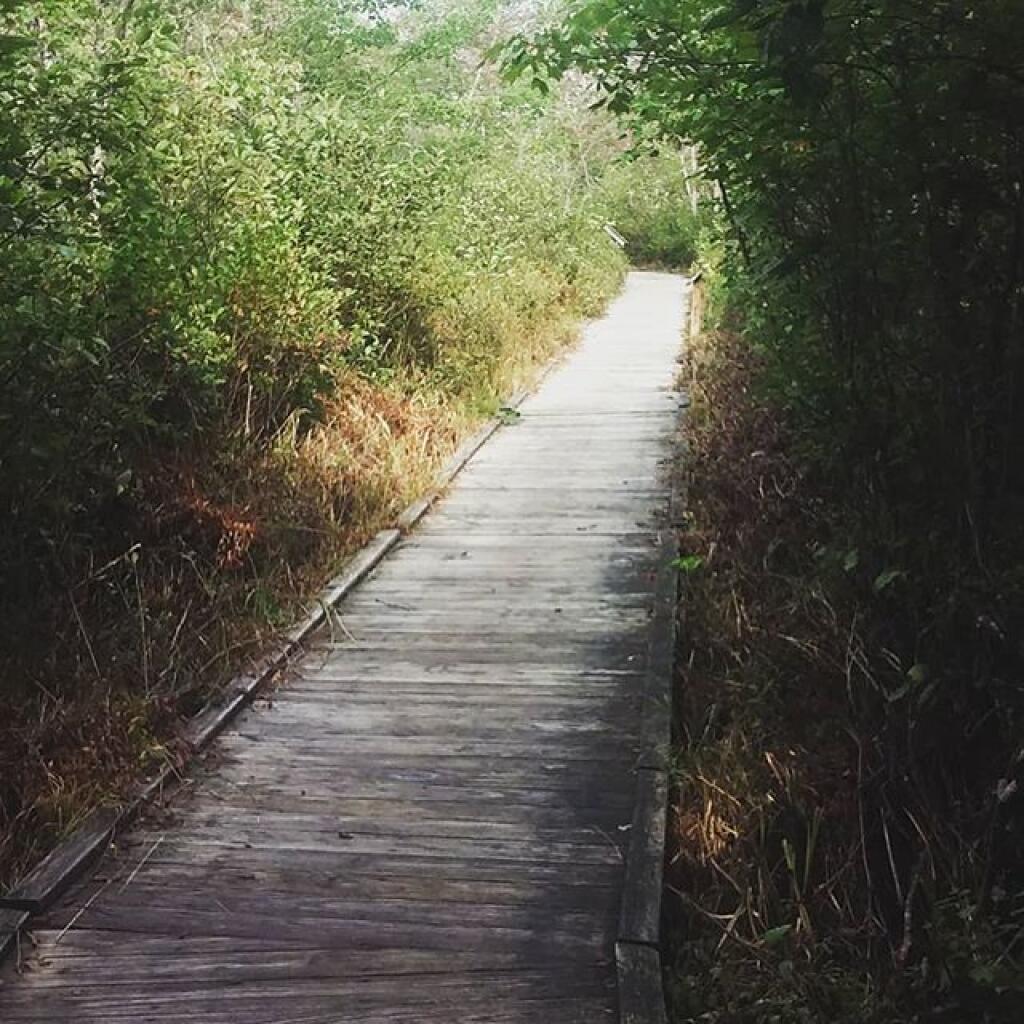 Photo: Boardwalk