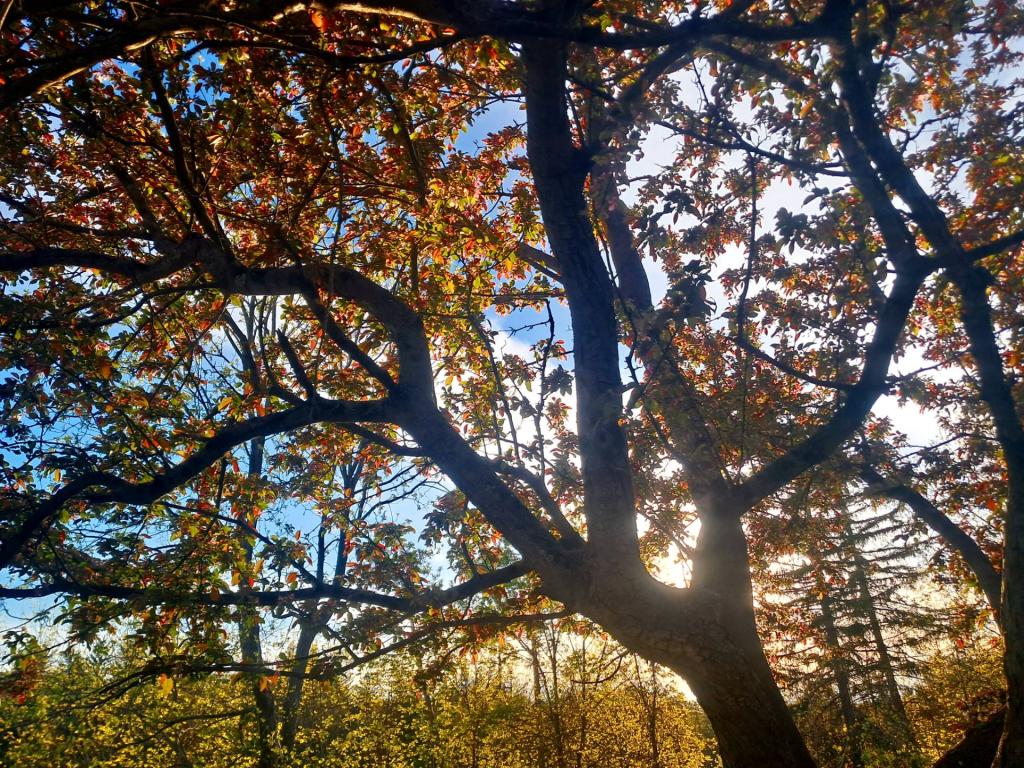 Photo: Sun light [Expires May 26 2026]