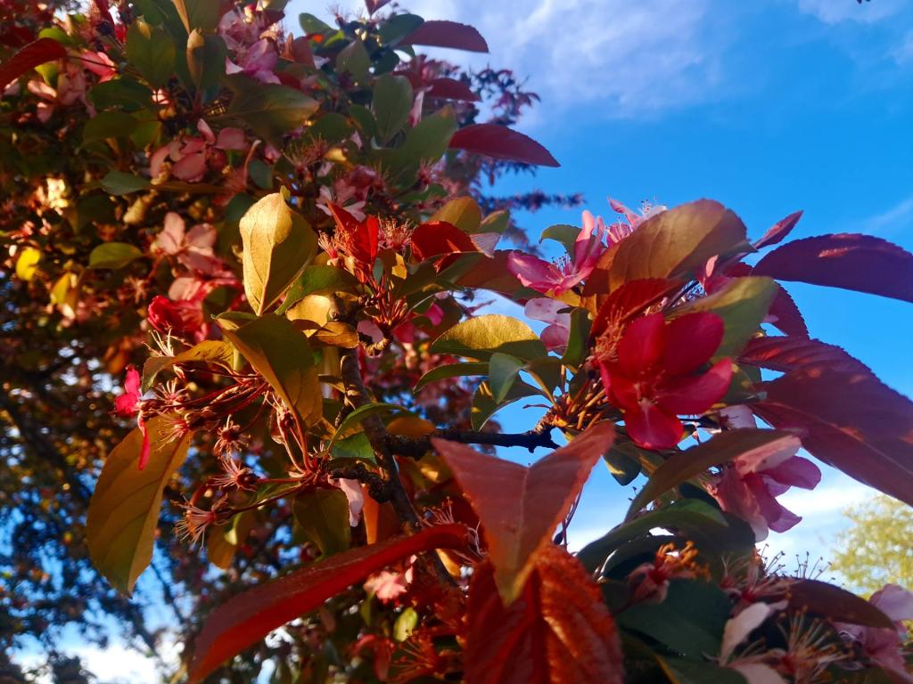 Photo: Cherry Blossoms 🍒 [Expires May 26 2026]