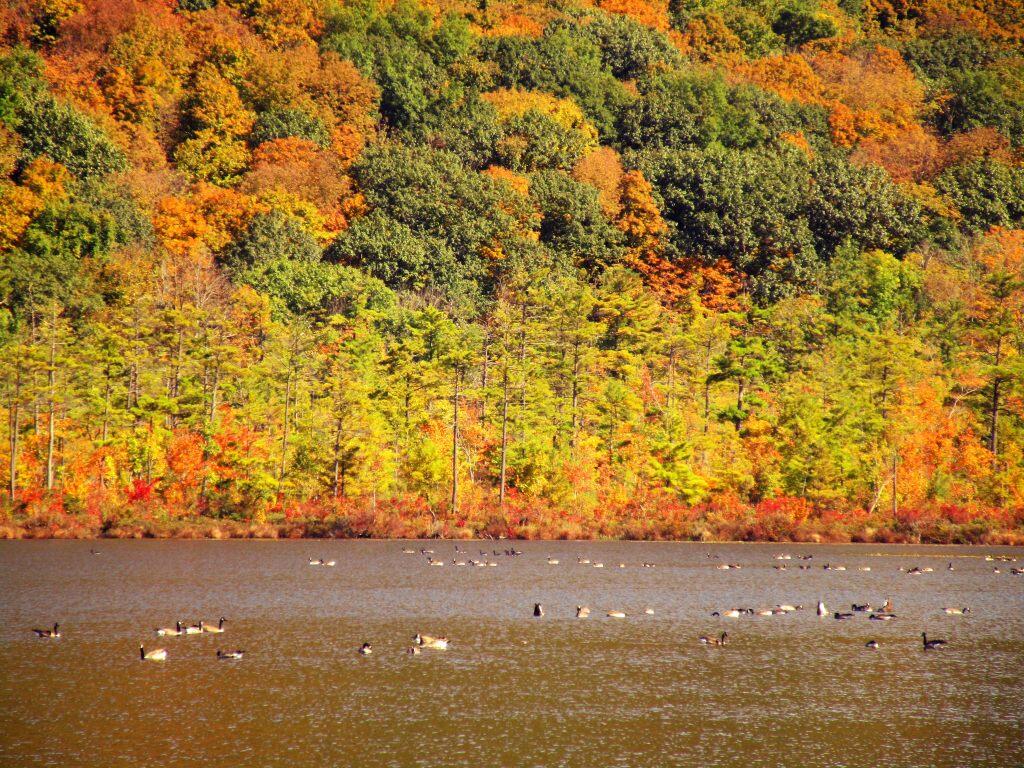 Photo: Geese Photo: Geese