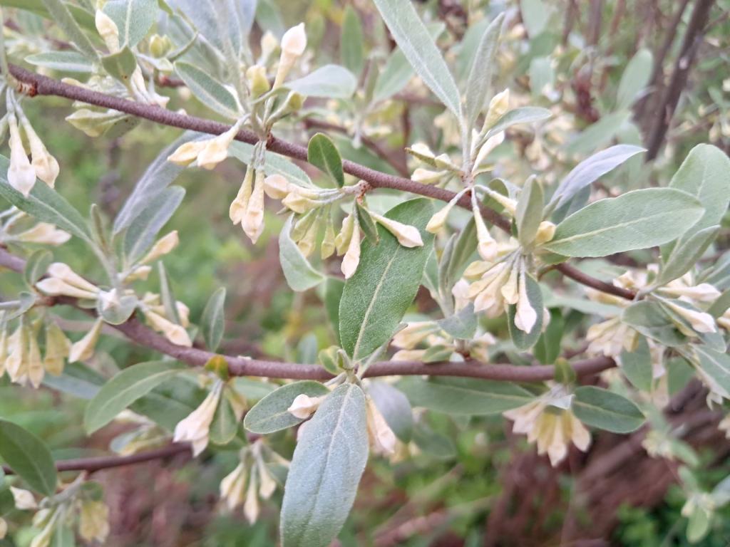 Photo: Stinky honeysuckle [Expires May 29 2026]