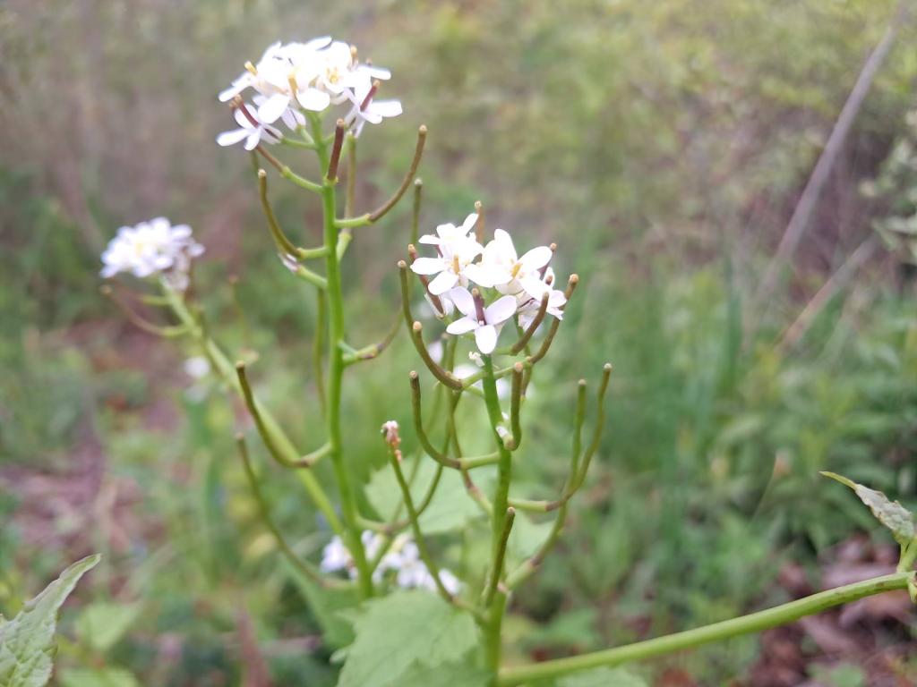 Photo:Garlic Mustard [Expires May 29 2026]