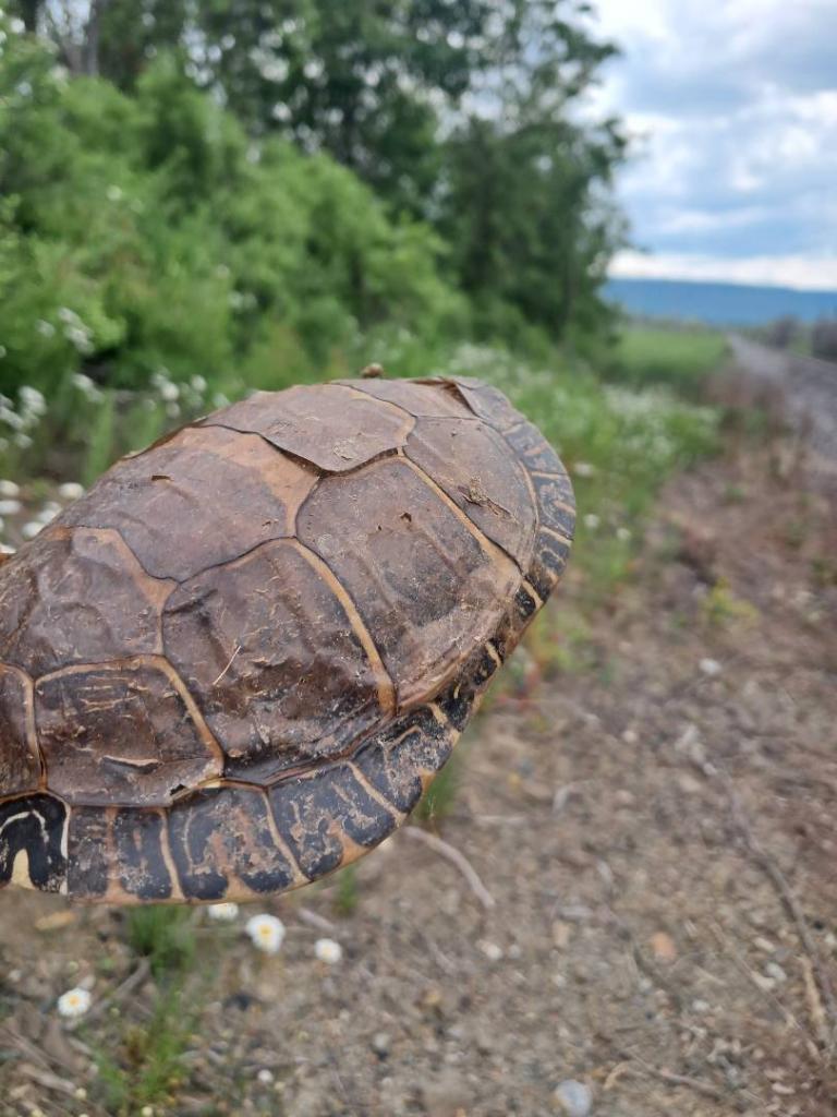 Photo: Turtle shell [Expires June 21 2026]