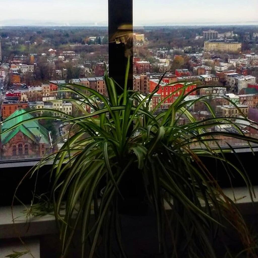 Photo: Vacation ends for spider plant