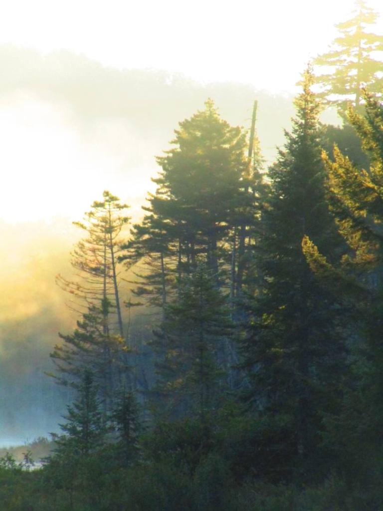 Photo: Fog rises over the swamp