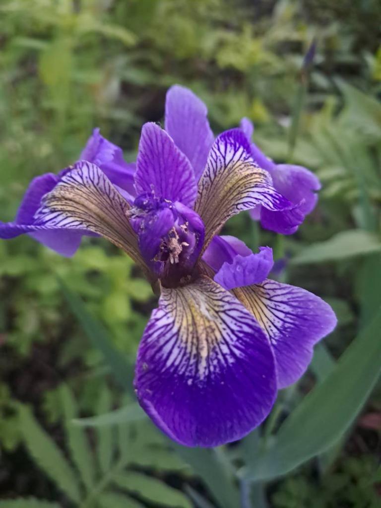 Photo: Blue Flag iris [Expires June 11 2026]