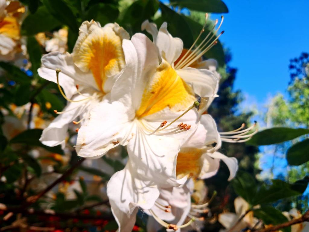 Photo: Western Azaleas