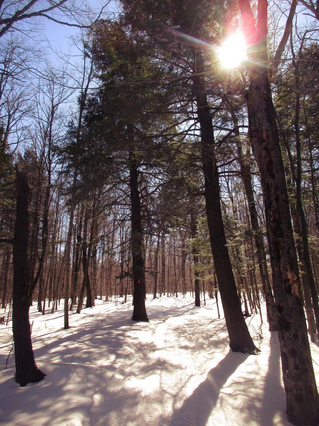 Photo: Skiing Along The Snowmobile Trail