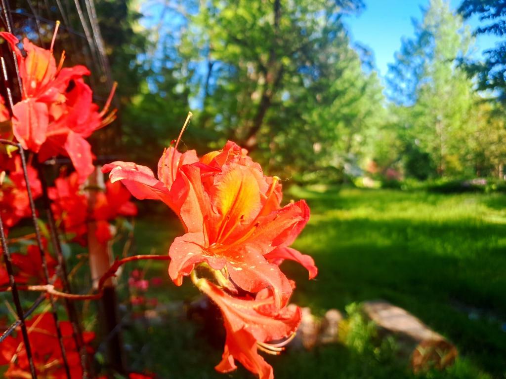 Photo: Mandarin Lights Azaleas Photo: Mandarin Lights Azaleas