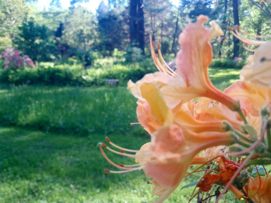 Photo: Florida Flame Azalea Photo: Florida Flame Azalea