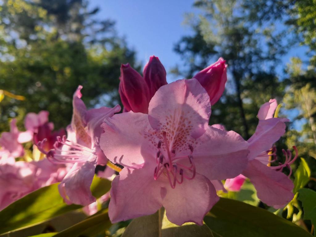Photo: Pacific Rhododendron Photo: Pacific Rhododendron