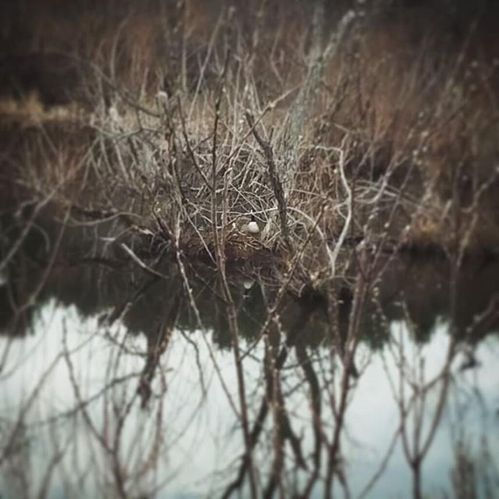 Photo: Mother Goose is on the loose