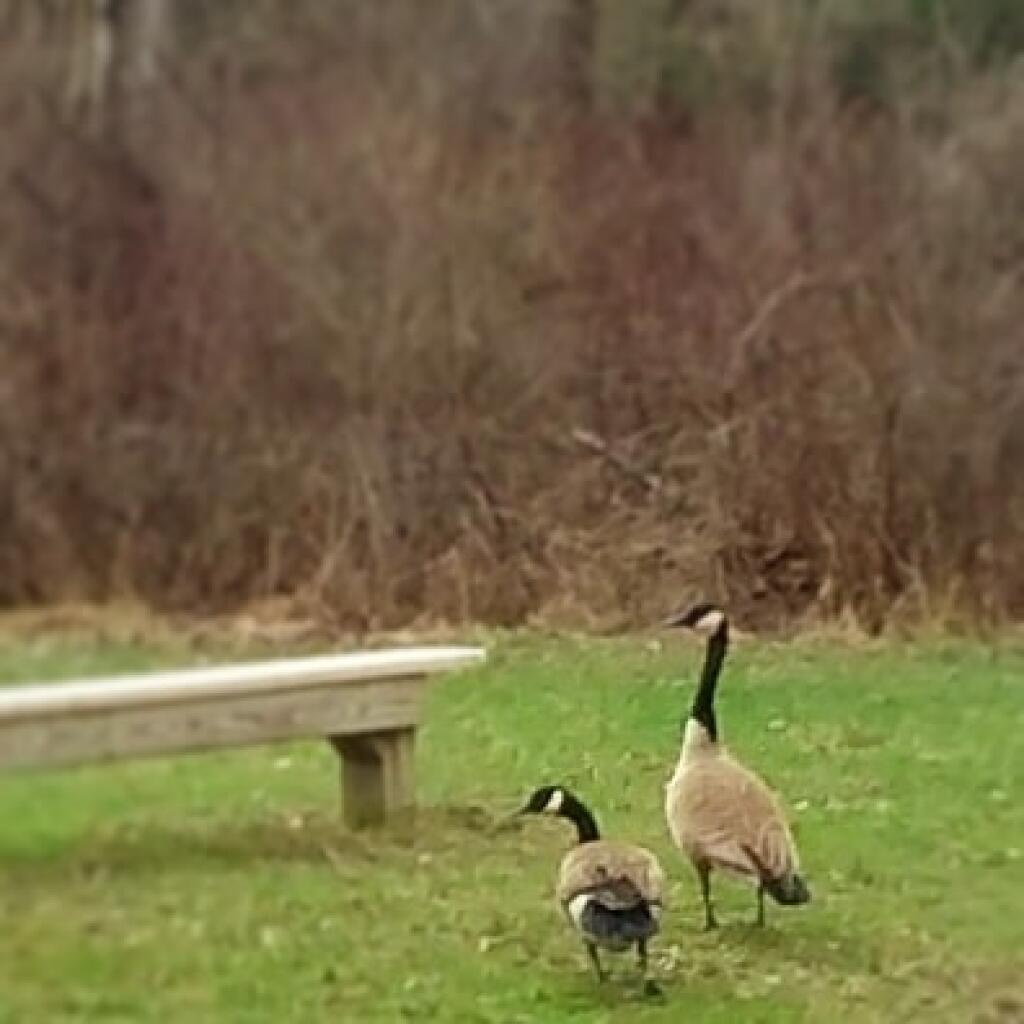 Photo: Geese