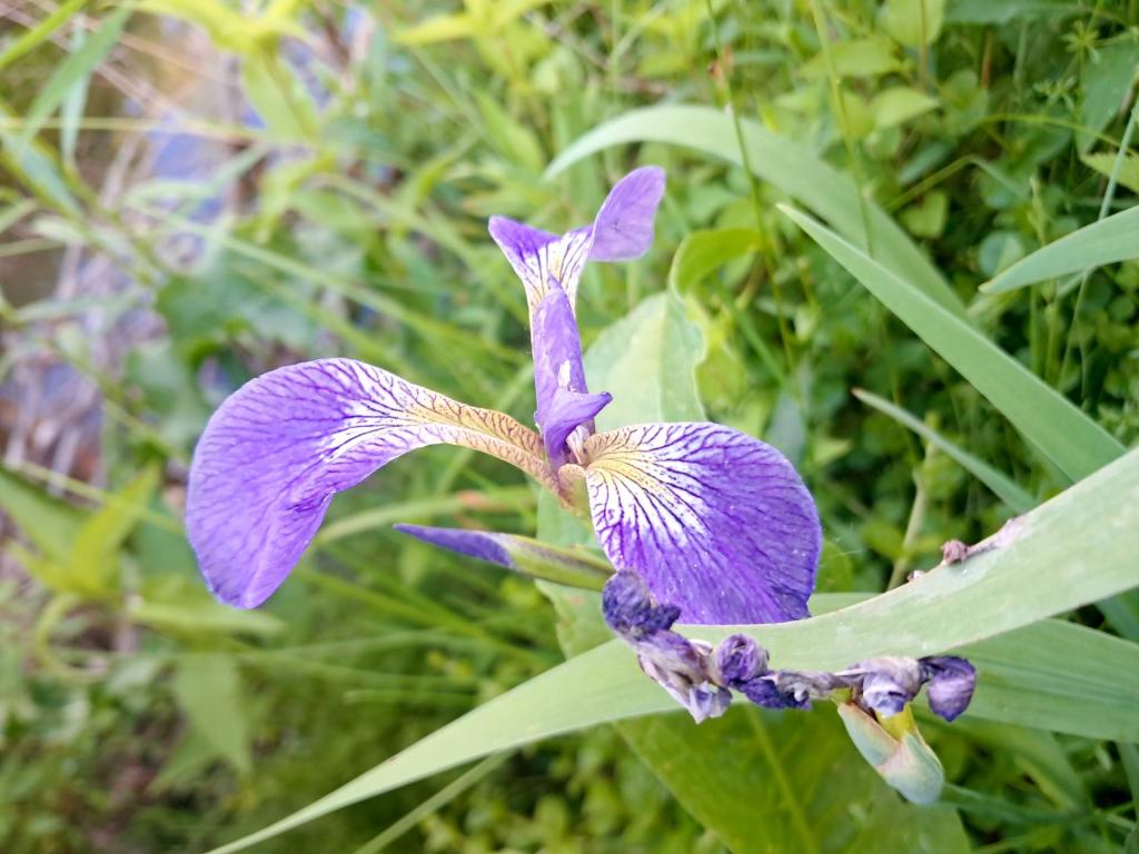 Photo: Iris [Expires June 15 2026]