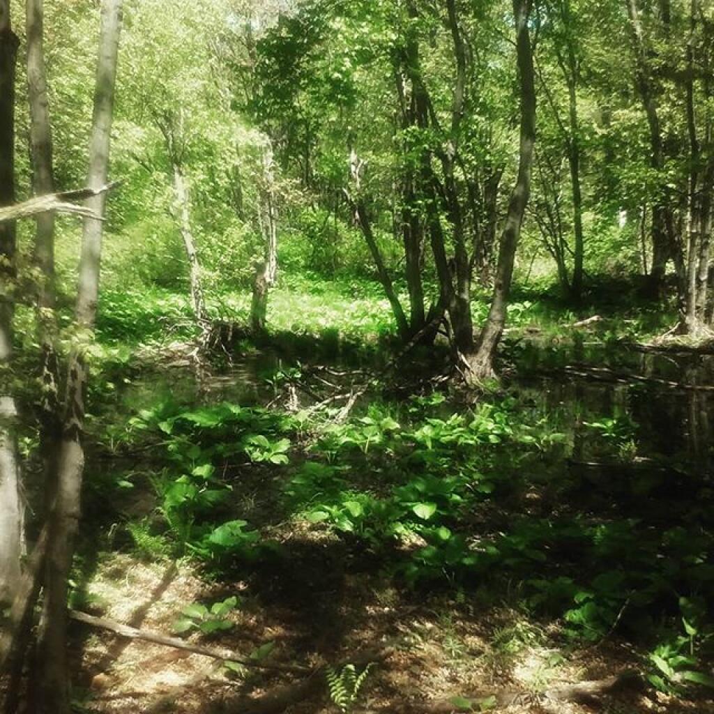 Photo: Been such a wet spring the vernal ponds are full
