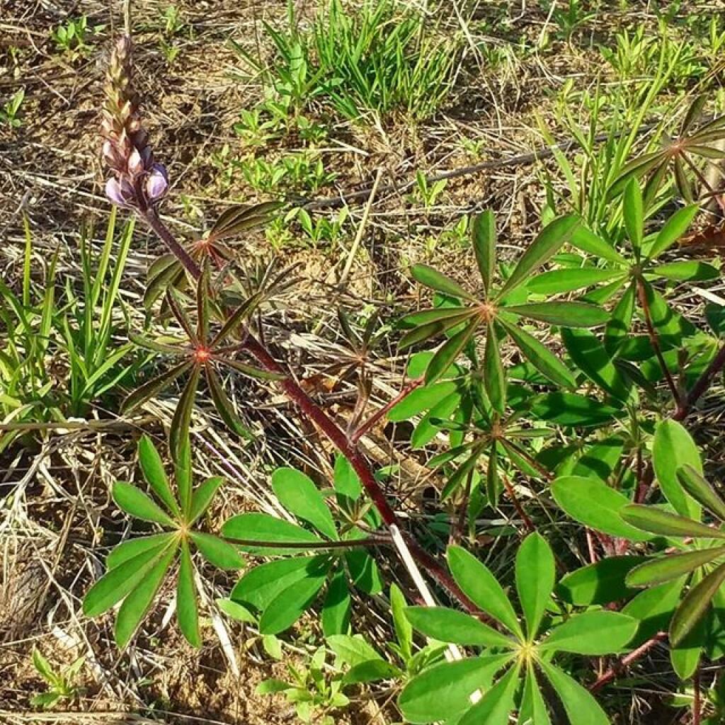 Photo: Most Lupine ain't in bloom yet