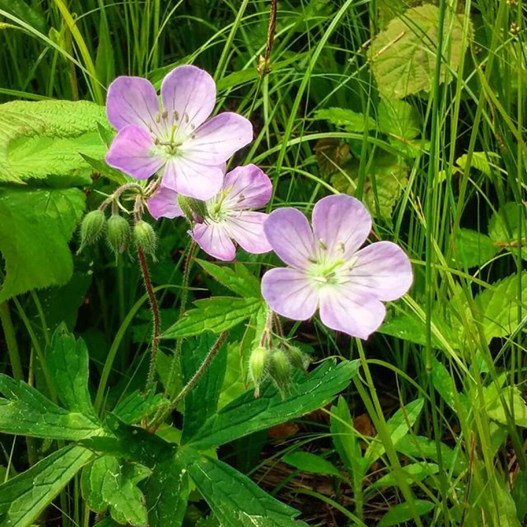 Photo: Not lupine