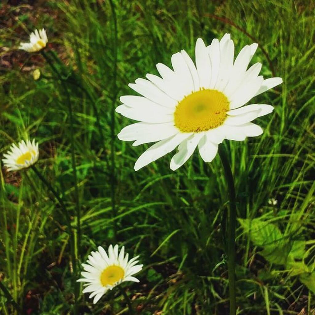 Photo: Daisy
