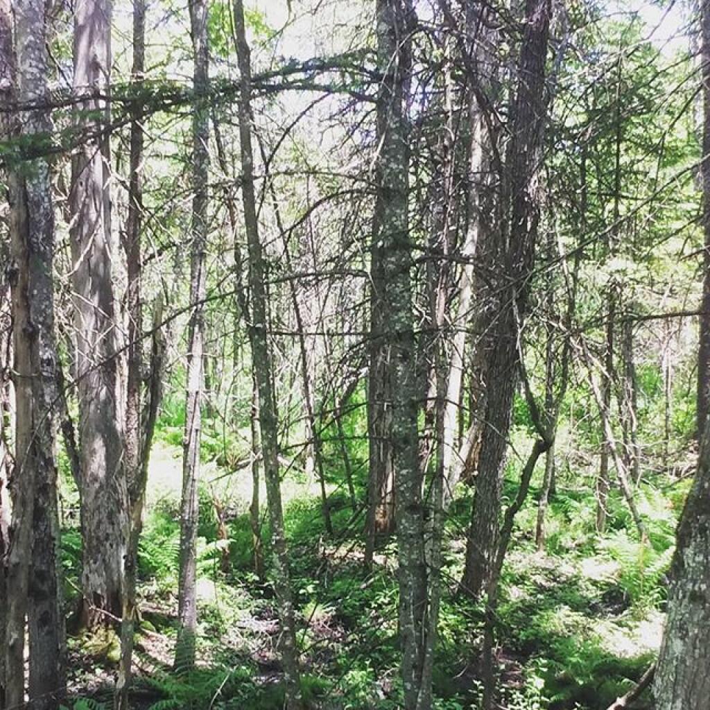 Photo: Wetland
