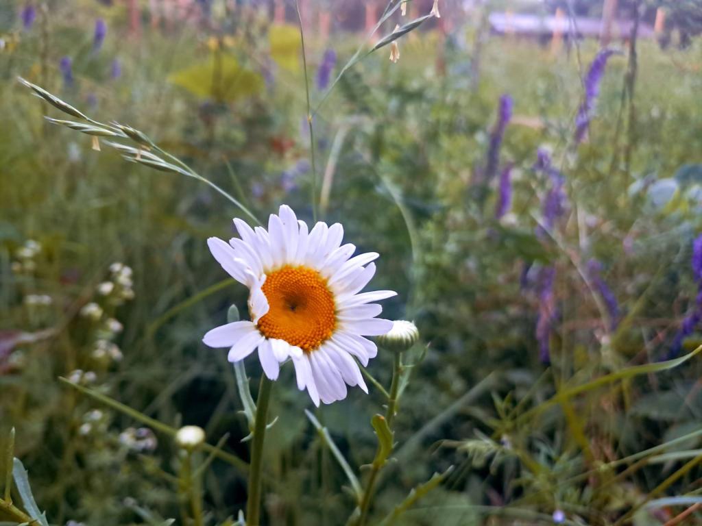 Photo: Daisy [Expires June 25 2026]
