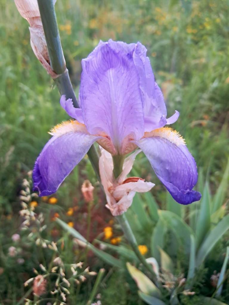 Photo: Trout Lilly [Expires June 25 2026]