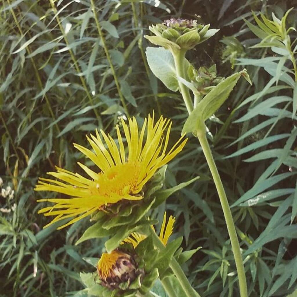 Photo: Milkweed Photo: Milkweed