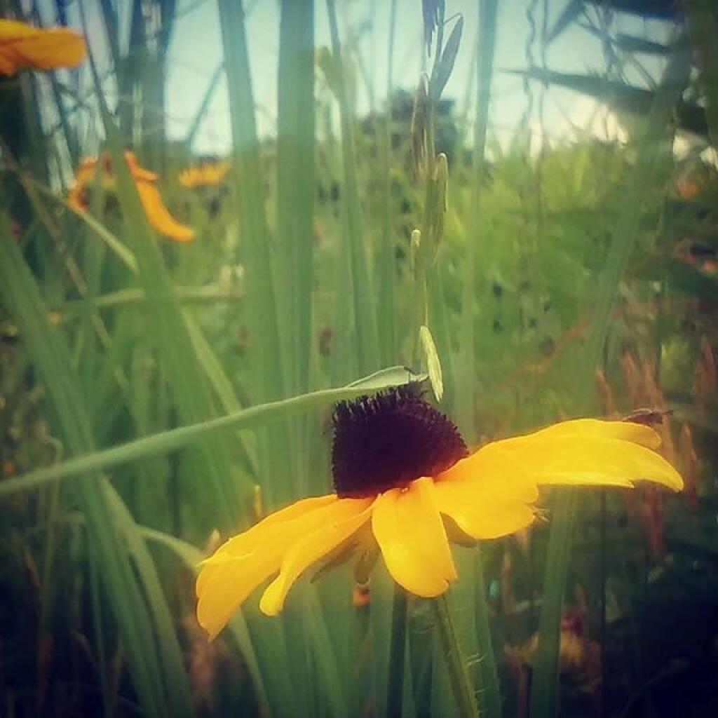 Photo: Black Eye Susan