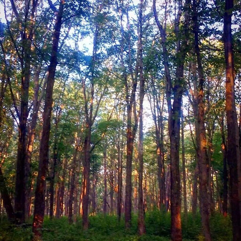 Photo: Allegheny Morning Photo: Allegheny Morning