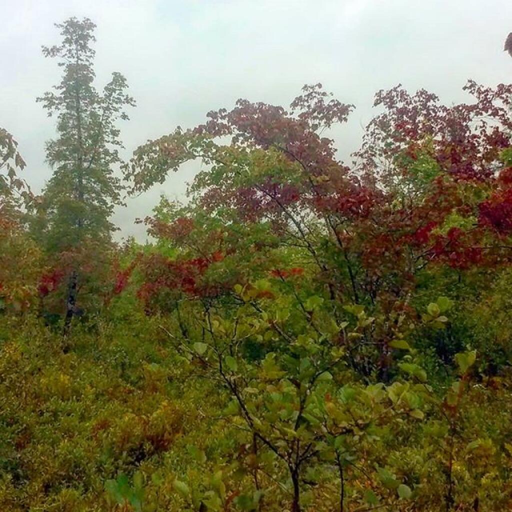 Photo: Late summer