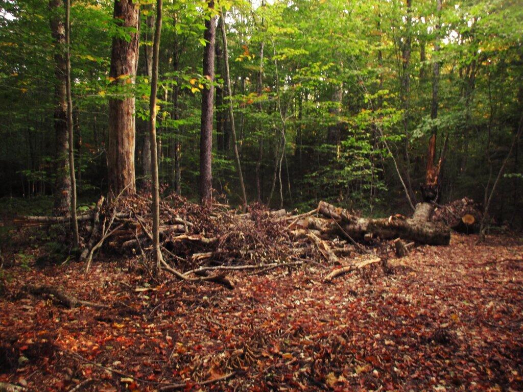 Photo: Tree That Came Down In Campsite 5