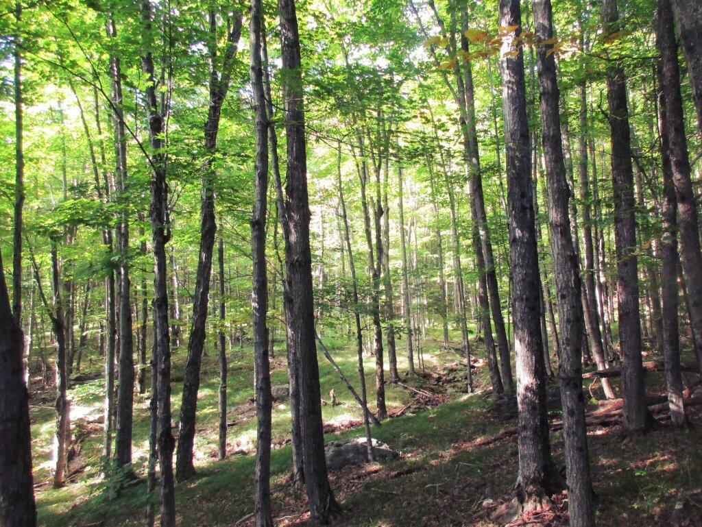 Photo: Wooded Meadows In Northern Catskills