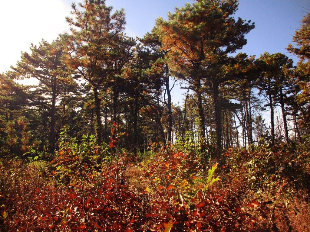 Photo: Pitch Pine Area Photo: Pitch Pine Area