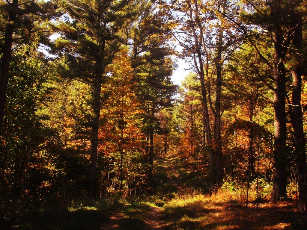 Photo: Trail Up The Mountain Photo: Trail Up The Mountain