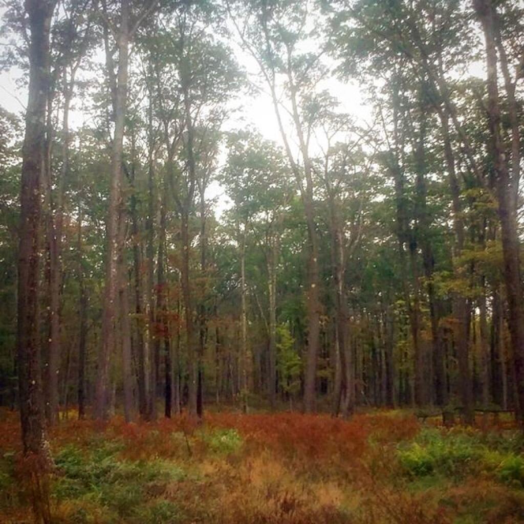 Photo: It's fascinating how many different types of forest cover you can find around Jake's Rock and Coal Knob Photo: It's fascinating how many different types of forest cover you can find around Jake's Rock and Coal Knob