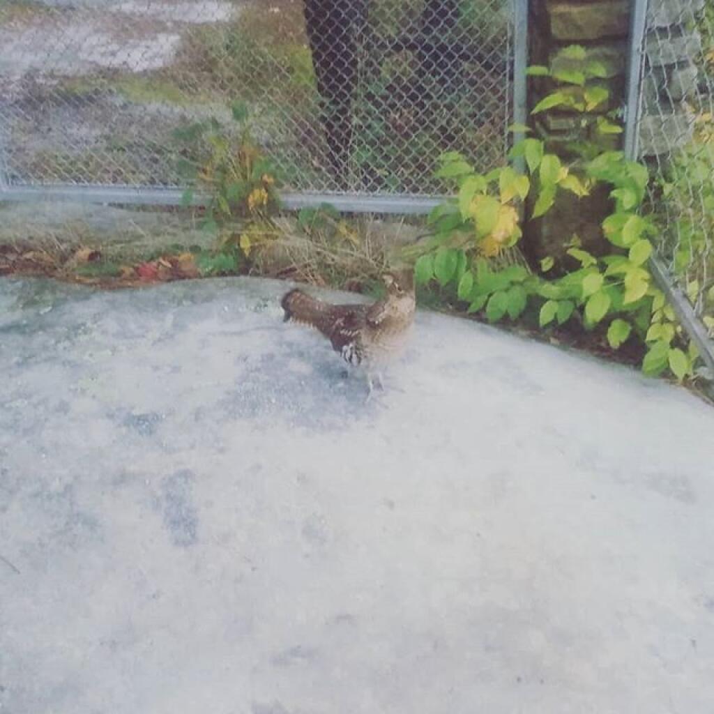 Photo: I guess I'm not allowed to visit Jakes Rocks today according to this grouse Photo: I guess I'm not allowed to visit Jakes Rocks today according to this grouse