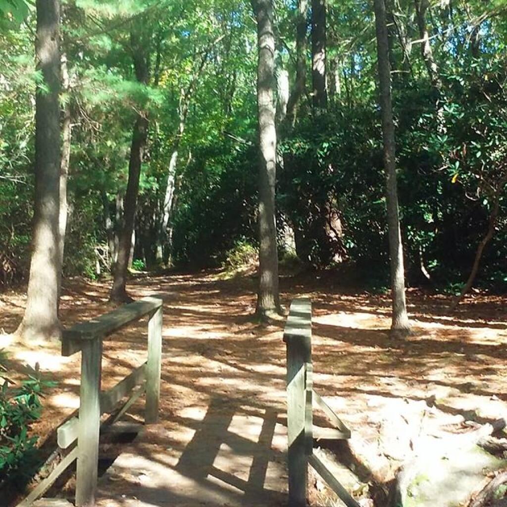 Photo: Mountain Laurel is thick here