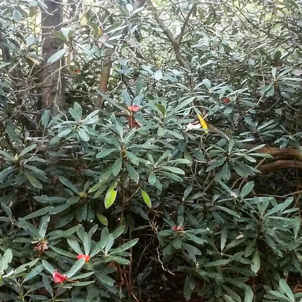 Photo: I'll miss the thick Mountain Laurel
