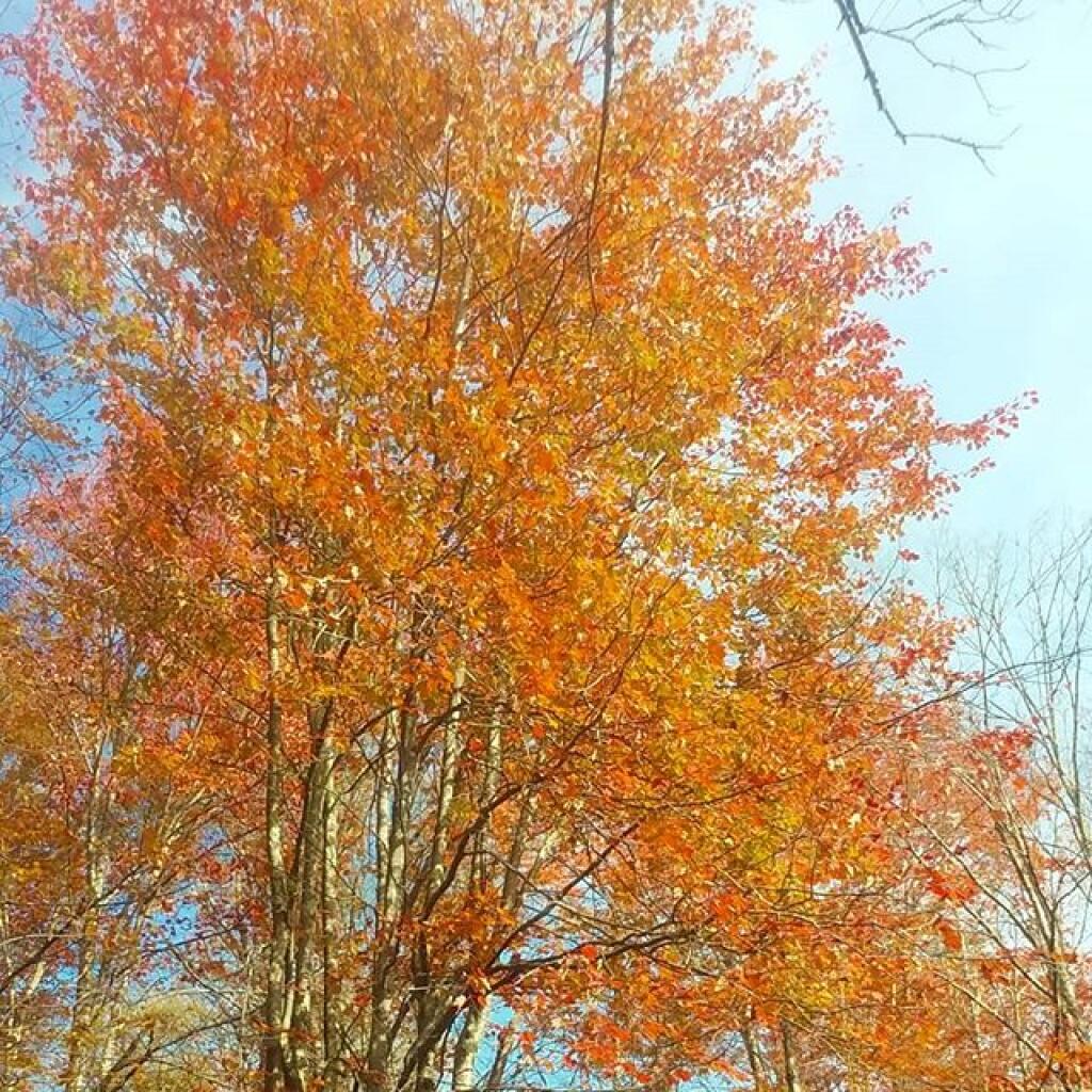 Photo: Autumn