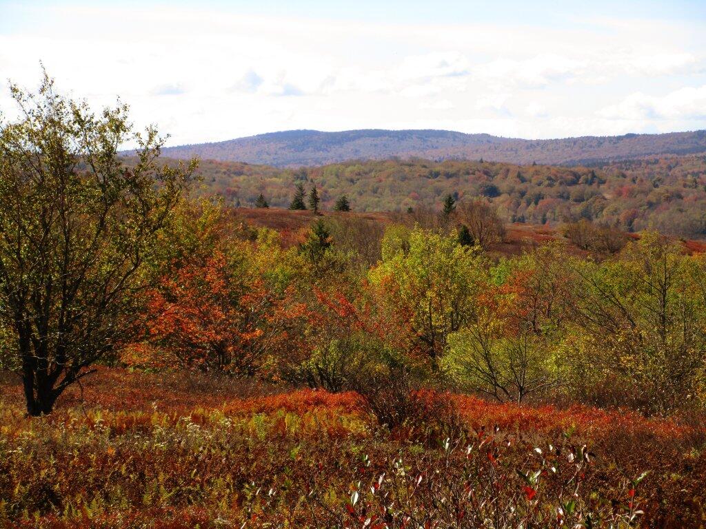 Photo: Afternoon Walk At Dolly Sods Photo: Afternoon Walk At Dolly Sods
