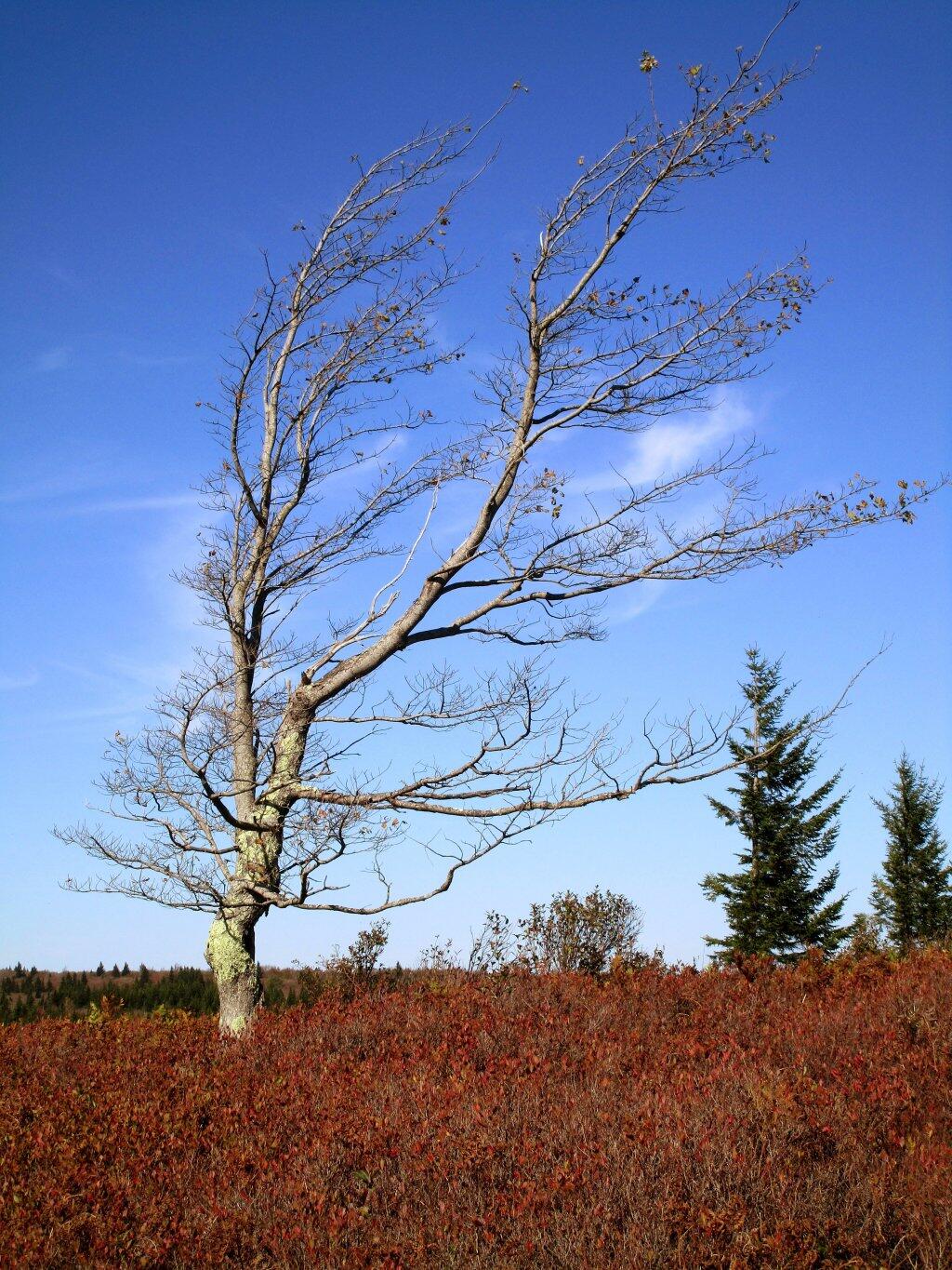Photo: Wind Transforms Landscapes