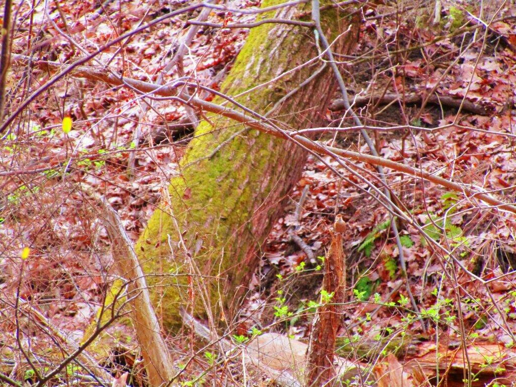 Photo: Tree Sparrow